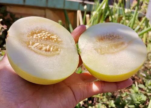 称瓜怎么吃,解锁夏日清凉美味新境界