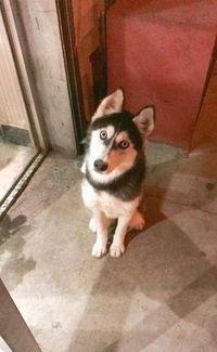 网红哈士奇笼子图片,揭秘宠物界的“拆家王”日常