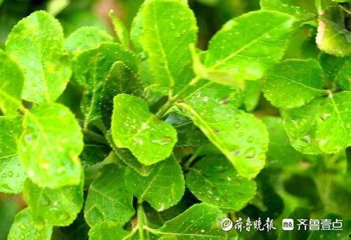 树叶新闻爆料,揭秘事件背后惊人真相