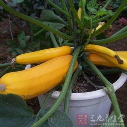 角瓜可以晒干吃吗